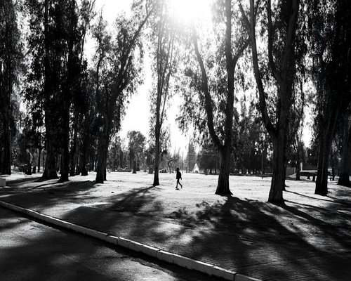 calm walk through a Mexican city park with trees